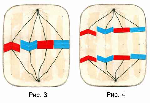 
    Изготовление и применение на уроках биологии динамичной модели процесса деления клетки

      