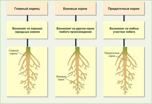 
    "Живые якоря". Вводный урок по теме "Корень: виды корней, типы корневых систем"

      