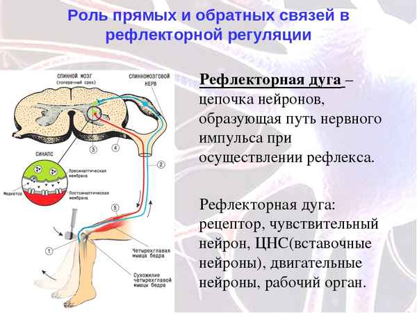 
    Урок биологии в 8-м классе по теме "Рефлекторная регуляция физиологических функций организма"

      