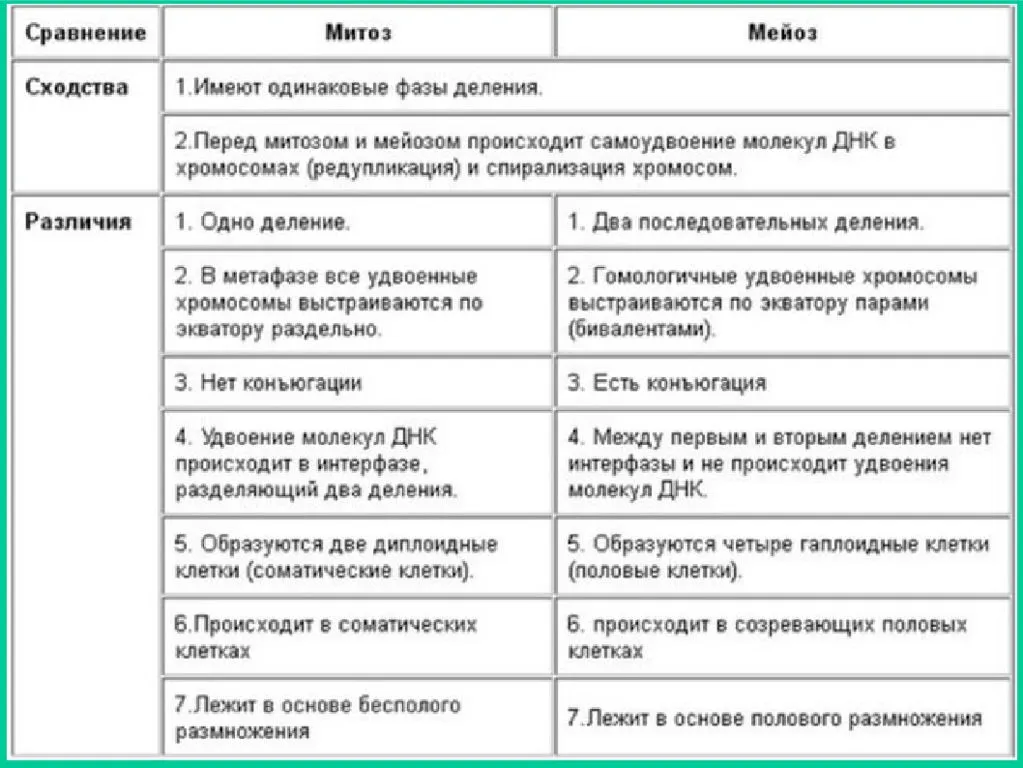 
    План-конспект урока по теме "Сравнение митоза и мейоза"

      