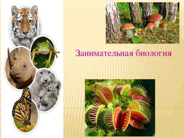 
    Внеклассное мероприятие по биологии "Час занимательной биологии" (6-й класс)

      