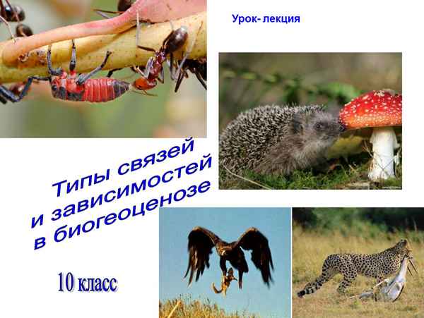 
    Урок биологии, 10-й класс. "Типы связей и зависимостей в природе", урок-мини-проект

      