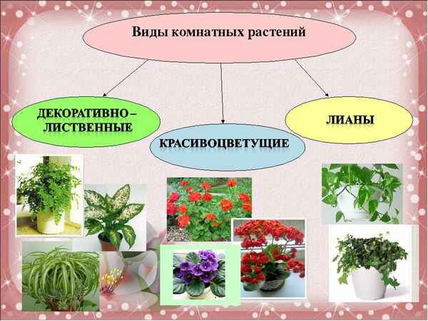 
    Методическая разработка "Комнатное цветоводство"

      
