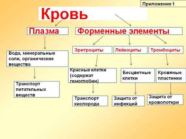 
    Открытый урок по биологии "Состав крови: плазма и форменные элементы. Их функции." 8-й класс

      