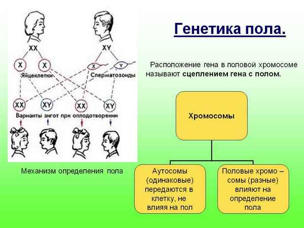 
    Открытый урок по биологии "Генетика пола", 11-й класс

      