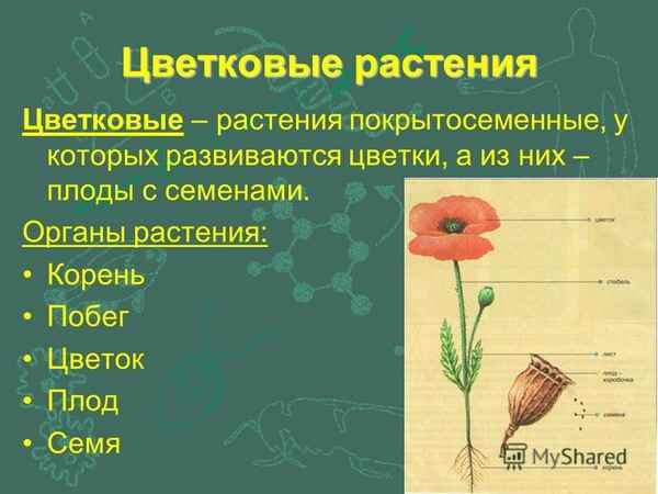 
    Урок на тему "Цветковые растения"

      