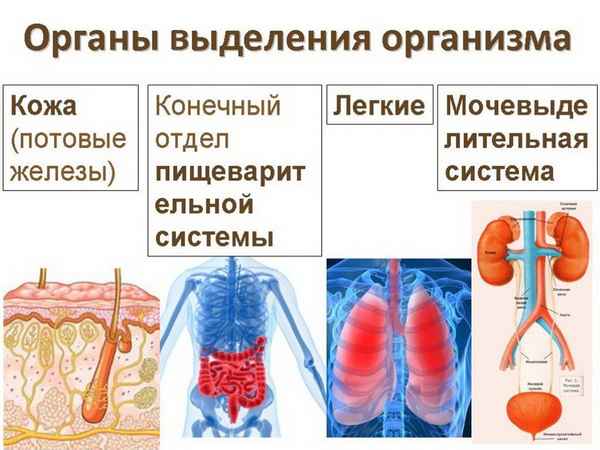 
    Урок биологии "Кожа. Органы выделения"

      
