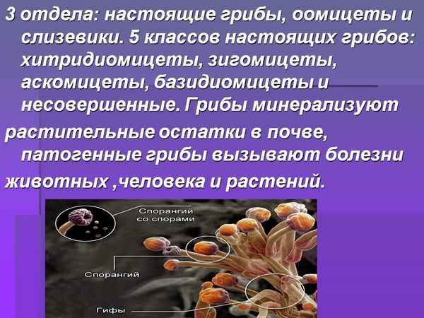 
    Урок по теме "Класс базидиомицеты. Класс дейтеромицеты, или несовершенные грибы. Особенности строения и жизнедеятельности. Отдел оомицеты"

      