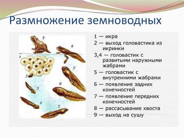 
    Размножение и развитие земноводных

      