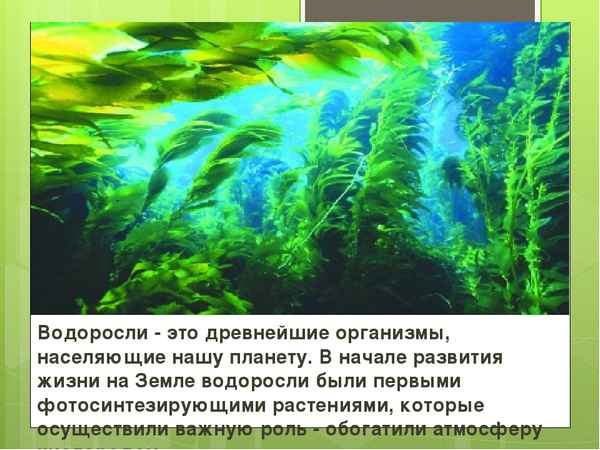 
    Защита проекта "Мир водорослей"

      