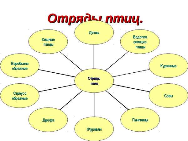 
    Урок-игра по теме "Отряды птиц"

      