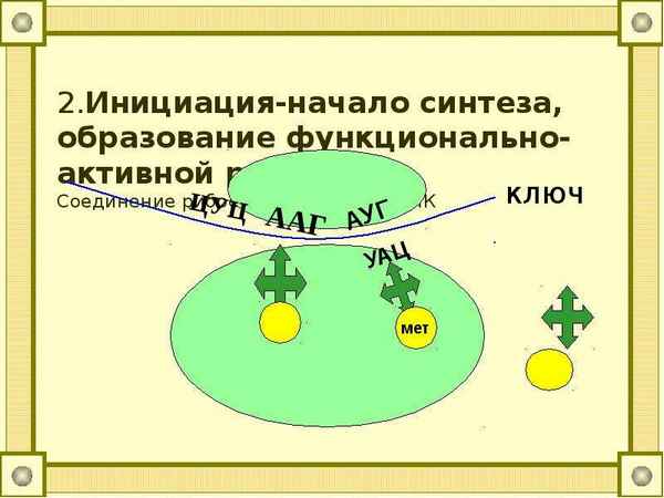 
    Педагогическая мастерская "Биосинтез белков" (урок построения новых знаний в 11-м классе)

      