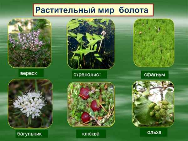 
    Урок-экспедиция по теме "Лекарственные растения сообщества болота". Природоведение, 5-й класс

      