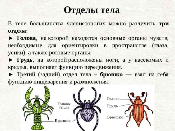 
    Обобщающее повторение по теме "Тип члeнистоногие"

      