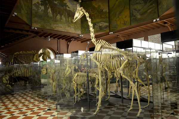 
    Урок — виртуальная экскурсия в зоологический музей в 7-м классе "Многообразие paкообразных, их роль в природе"

      