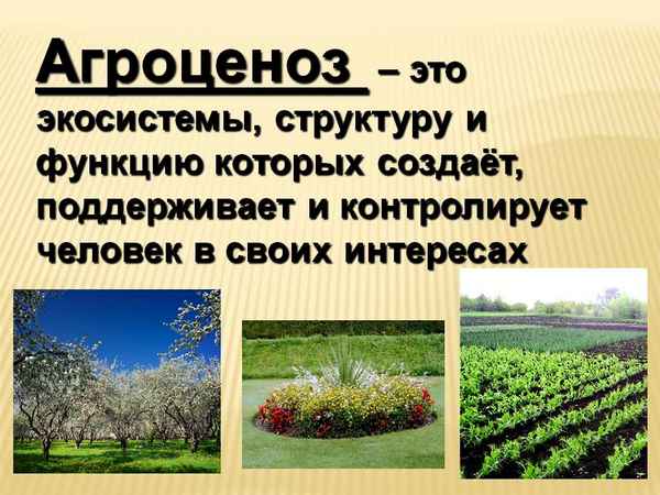 
    Урок биологии по теме "Биогеоценозы, созданные человеком. Агроценозы"

      