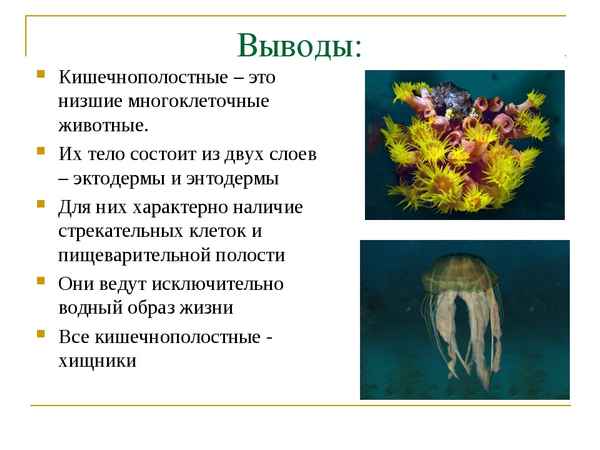 
    Урок биологии в 7-м классе "Многообразие кишечнополостных"

      