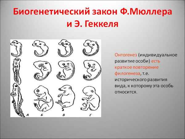 
    Урок по теме "Индивидуальное развитие организмов. Биогенетический закон", 9-й класс

      