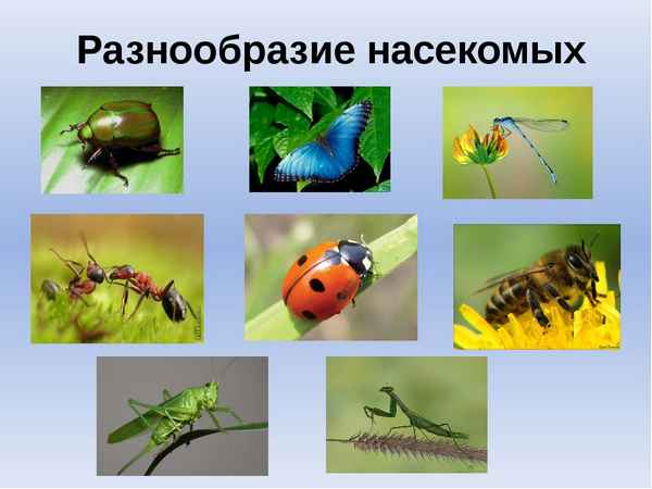 
    Разработка модульного урока на тему "Многообразие насекомых"

      