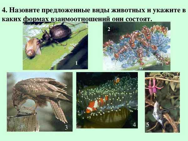 
    Урок-лекция по биологии "Взаимоотношения живых организмов в природе" (9-й класс)

      