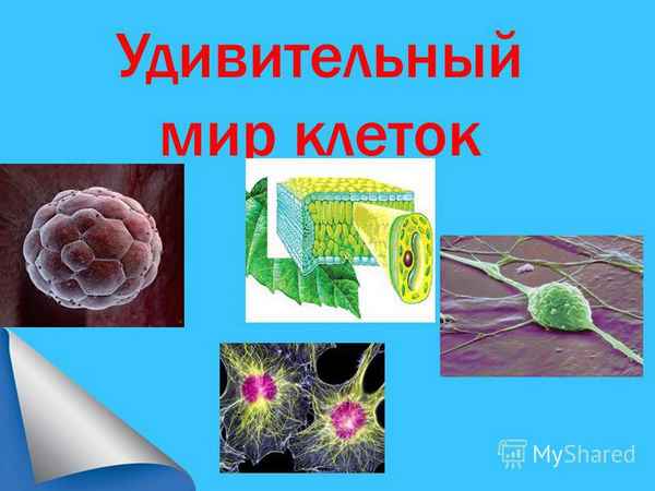 
    Удивительный мир клетки

      