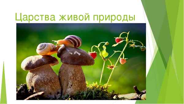 
    Повторительно-обобщающий урок по теме "Царство живой природы. Редкие виды растений Кубани, их охрана". Природоведение. 5-й класс

      