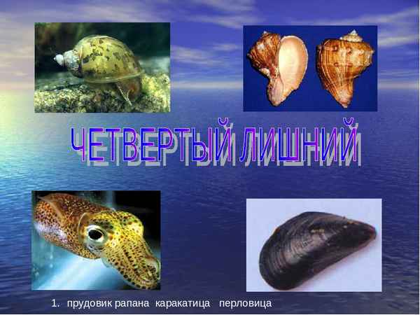 
    Обобщающий урок в 7-м классе в разделе "Моллюски" с использованием ИКТ "Обитатели морского дна"

      