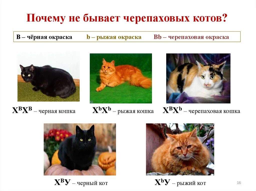 
    Комбинированный урок с элементами интеpaктивного обучения. "Правда ли, что трехцветных котов не бывает?" Генетика пола

      