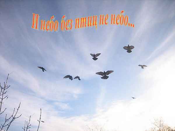 
    Урок биологии в 7-м классе "И небо без птиц не небо…"

      