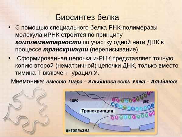 
    Урок биологии по теме "Биосинтез белков в живой клетке"

      