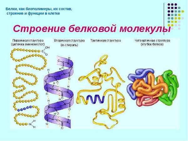 
    Интегрированный урок по теме "Биополимеры. Строение и свойства белков", 10-й класс

      