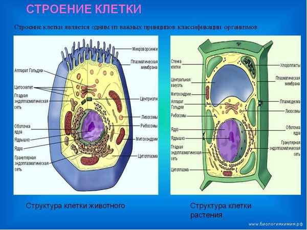 
    Урок по теме "Строение клетки". 10-й класс

      