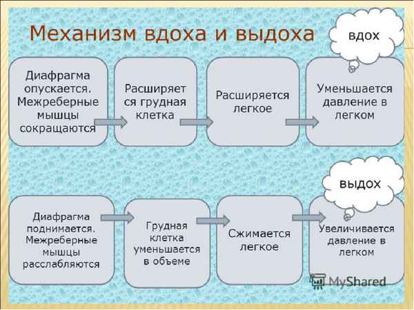 
    Механизм вдоха и выдоха

      