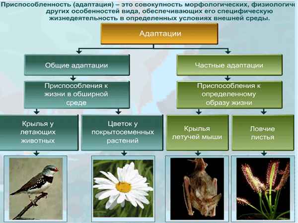 
    Урок биологии в 10-м классе по теме "Приспособленность организмов — результат действия фактора эволюции"

      
