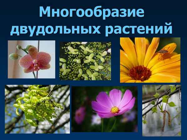 
    Интегрированный урок (биология + литература) по теме "Многообразие цветковых растений"

      
