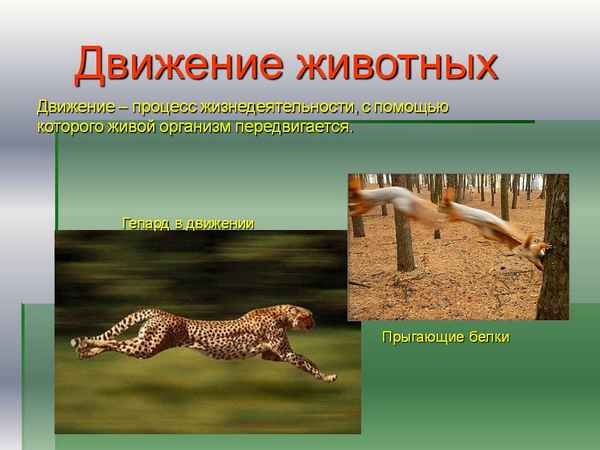 
    Информационные технологии на уроках биологии по теме "Движение животных в природе"

      
