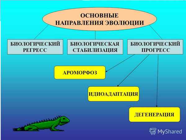 
    Урок по теме "Направления органической эволюции"

      