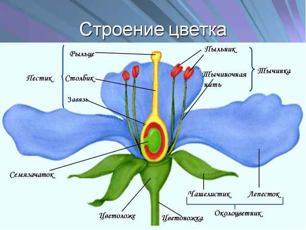 
    Урок биологии в 6-м классе по теме "Строение цветка"

      