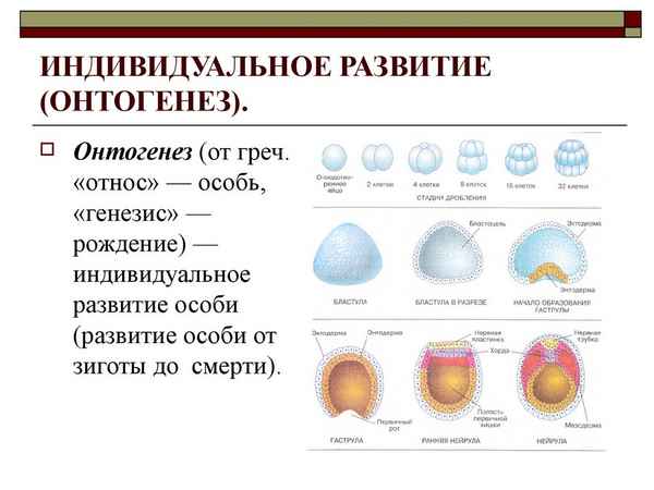 
    Урок по теме "Онтогенез и его этапы"

      