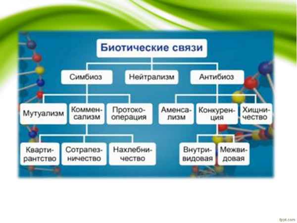 
    Биотические связи в природе. Урок биологии в 9-м классе

      