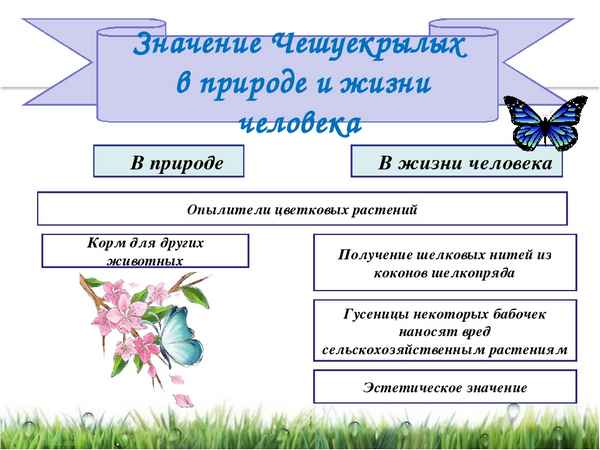 
    "Чешуекрылые. Значение их в природе и жизни человека"

      