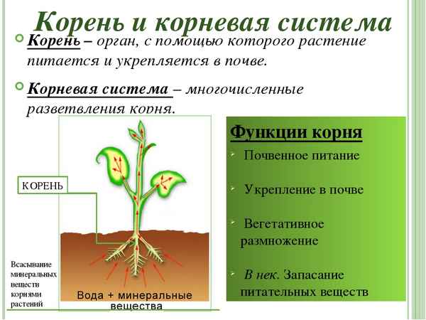 
    Конспект урока в 6-м классе по теме "Органы цветкового растения. Корень"

      
