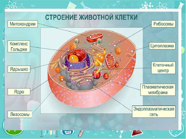 
    Урок "Строение клетки" с использованием технологии групповой работы

      