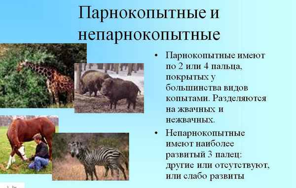 
    Урок-экскурсия в 7-м классе по теме "Отряды Парнокопытные и Непарнокопытные"

      