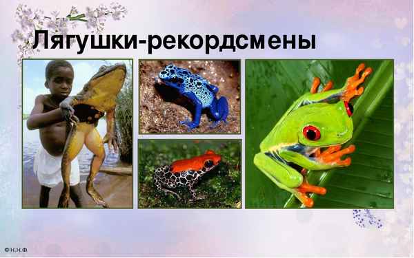 
    Урок биологии в форме дидактической игры. Тема: "Земноводные в природе и жизни человека"

      