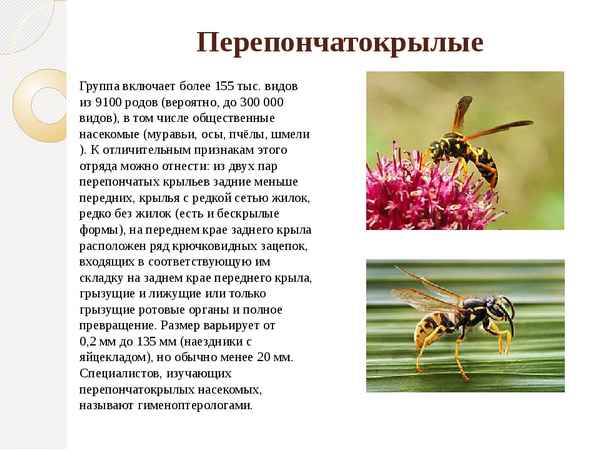 
    Урок биологии в 7-м классе по теме "Класс насекомые. Отряд перепончатокрылые"

      