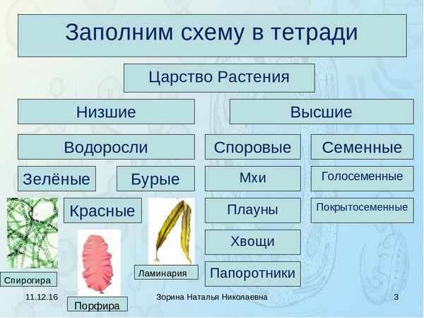 
    Урок биологии. Обобщение знаний по теме "Высшие растения"

      