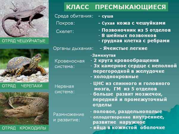 
    Урок биологии в 8-м классе. Тема: "Класс пресмыкающиеся. Биологические и экологические особенности, среда обитания, образ жизни"

      