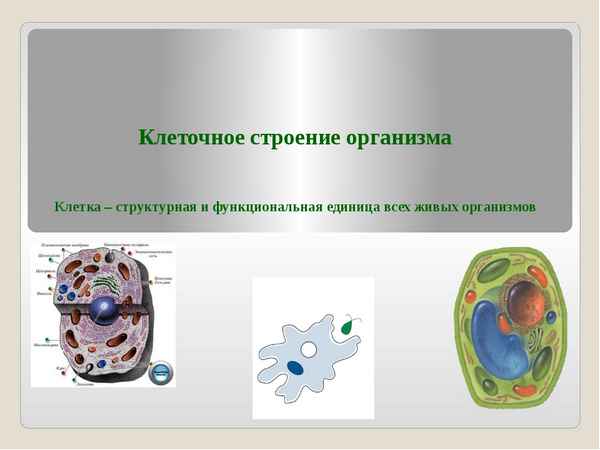
    Разработка урока "Клеточное строение организмов"

      