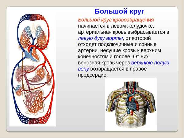 
    Урок в 8-м классе по теме "Органы кровообращения"

      